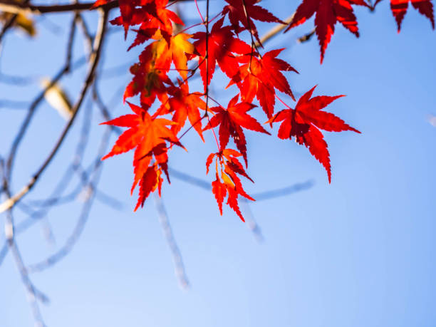 istock Vivid orange maple leaves with blurry blue background. 1080886698
