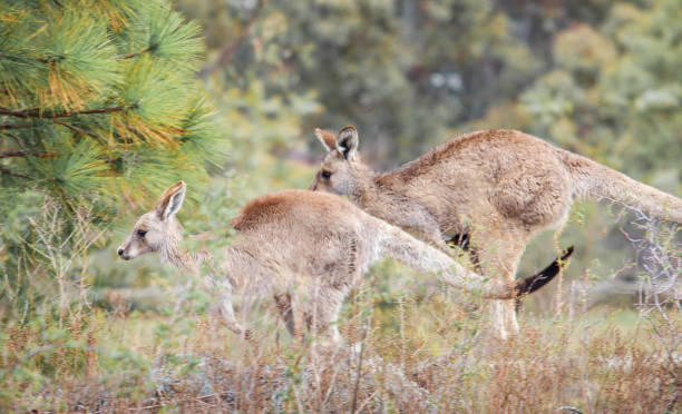 istock Kangaroos in the wild 1080890772