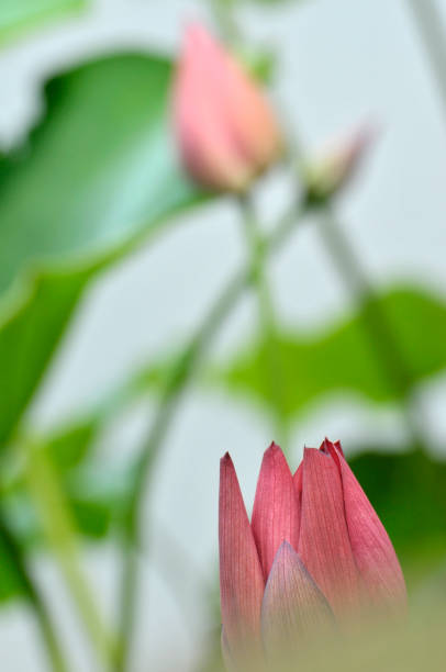 istock Blooming lotus flower with dew in the pond. 1080892382