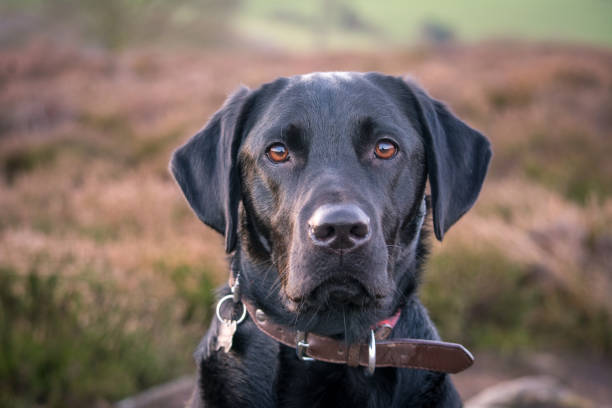 istock Poppy the Dog 1080903528