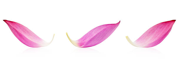 Closeup of lotus petal isolated on white background. File contains with clipping path. stock photo