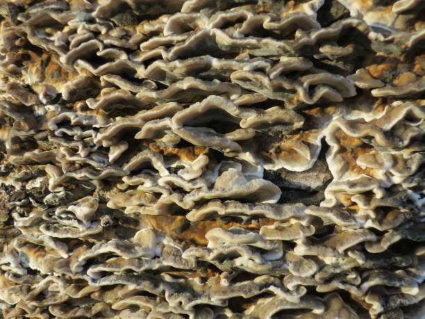 istock bracket funghi growing on an tree trunk in the park 1080910410