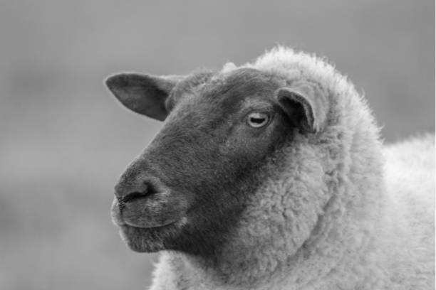 istock A Profile of a Sheep In Black and White 1080913766