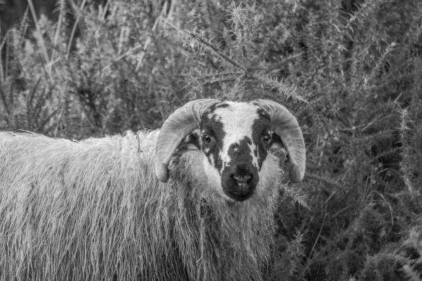 istock A Sheep with Horns in the Gorse - Black and White 1080913786