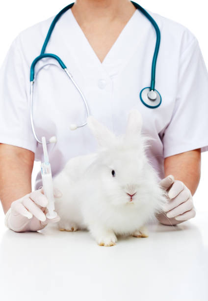 istock Fluffy white rabbit waiting for an injection at the veterinary 1080915096