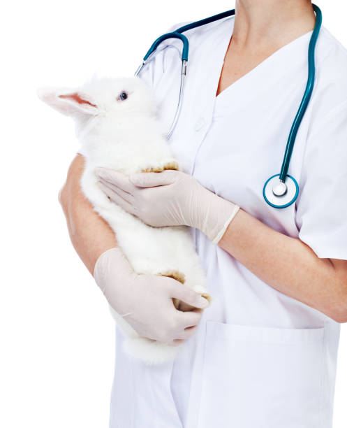 istock Veterinary care concept - doctor holding a white rabbit 1080915668