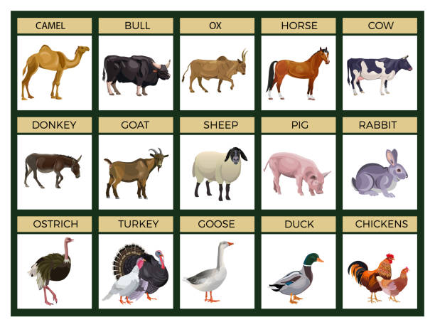 Set Of Farm Animals Stock Illustration - Download Image Now - Farm,  Horizontal, Animal - iStock