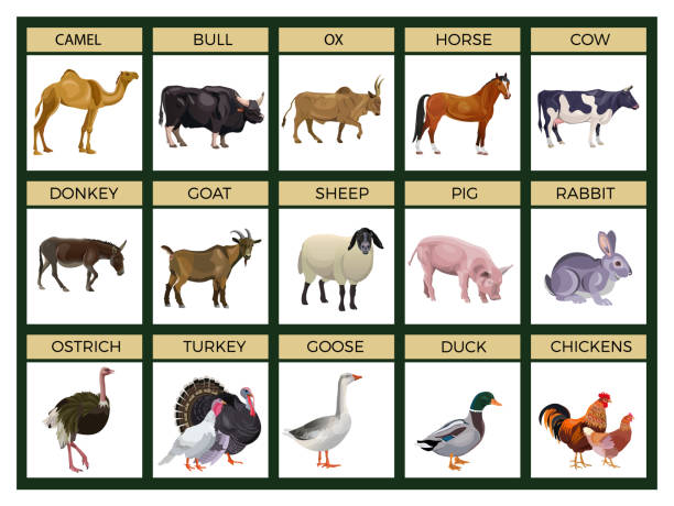 Set Of Farm Animals Stock Illustration - Download Image Now - Farm, Horizontal, Animal - iStock Set Of Farm Animals Stock Illustration - Download Image Now - Farm, Horizontal, Animal - iStock