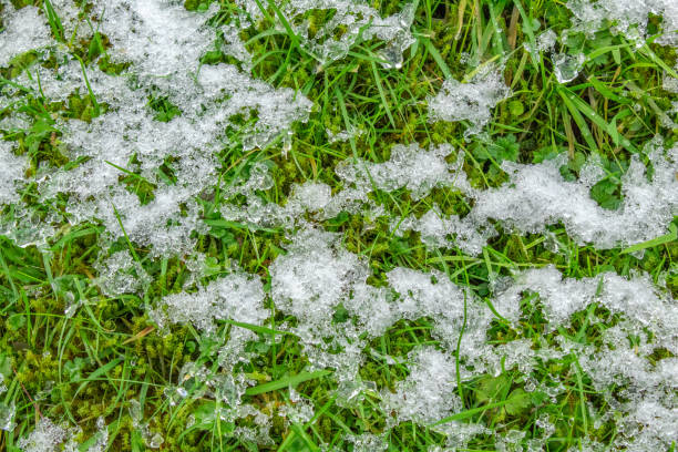 istock A Scattering of Snow on Green Grass 1080916650