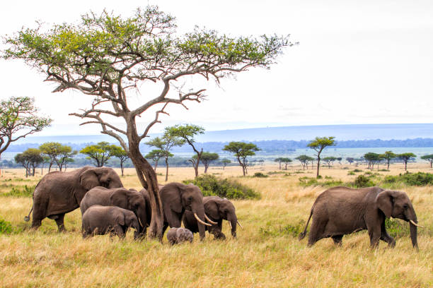 istock Elephant herd in the Masai Mara in Kenya 1080922078