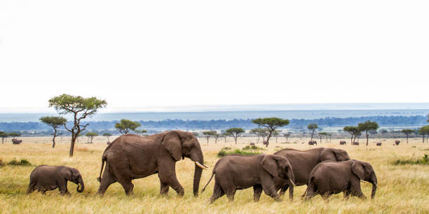 istock Elephant herd in the Masai Mara in Kenya 1080922090