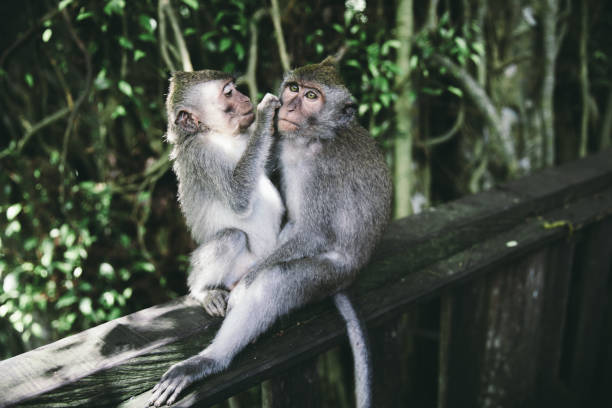 Monkeys playing at tropical forest on Bali island in Indonesia