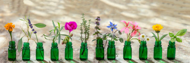 panoramic green essential oil bottle, and flowers cornflower, geranium, lavender, mint, oregano, rosemary, marigold, thyme, basil, bourache, chamomile, tarragon, eucaliptus, granium, lavender, mint, carnation turkey, marigolds, - fresh cut flowers imagens e fotografias de stock