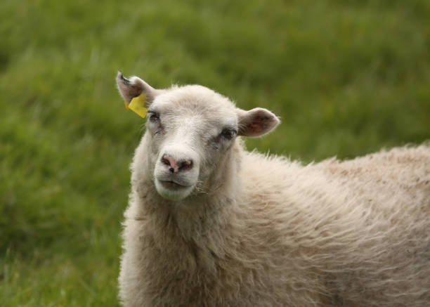 Very wooly sheep