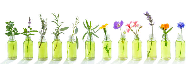 istock panoramic essential oil flowers cornflower, eucalyptus, tarragon, geranium, geranium, lavender, mint, carnation turkey, oregano, rosemary, marigolds, thyme on white 1080930658