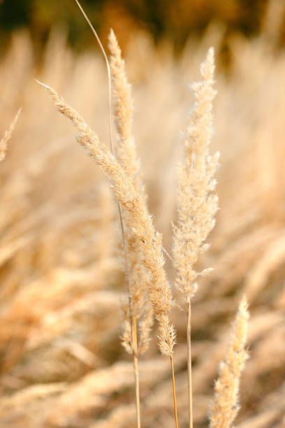 istock Ornamental Grass in the Fall. Autumn background. 1080933270