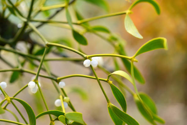 istock Mistletoe with whitw berries - Viscum album White berries on mistletoe 1080933366