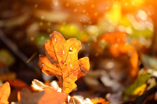 istock Oak fallen leaves in the sun in the autumn forest 1080933372