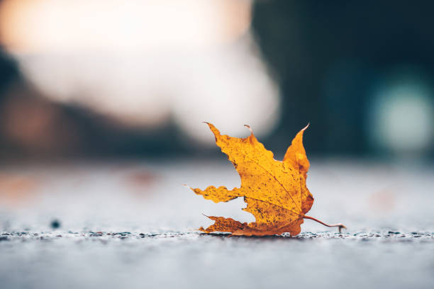 istock Close-Up Of Maple Leaf On Orange Leaves 1080934620