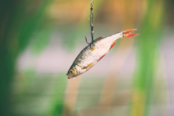 istock Live bait for pike fishing 1080934648