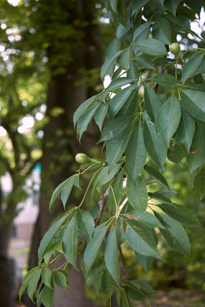 istock Ceiba speciosa 1080947410