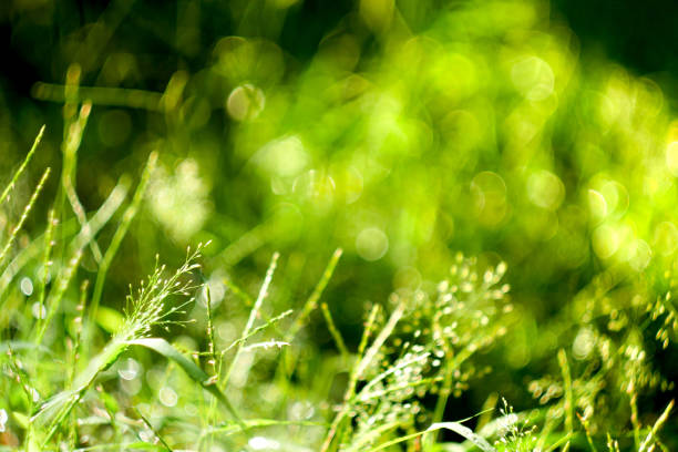 istock Full Frame Shot Of Plants 1080947502