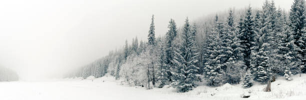 istock Winter white forest panorama with snow, Christmas background 1080953066