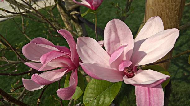 istock Two pink magnolia flowers on a tree branch. 1080955498