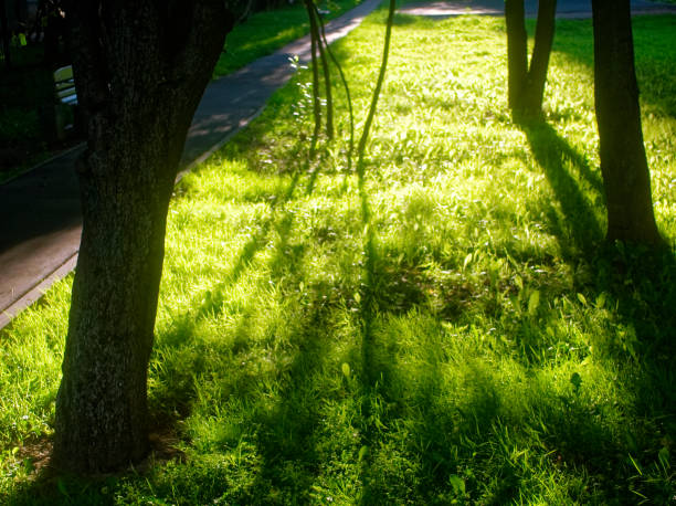 rays of light in the Park in summer Moscow