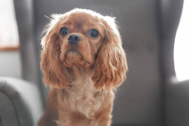 istock Cute puppy of cavalier spaniel 1080959580