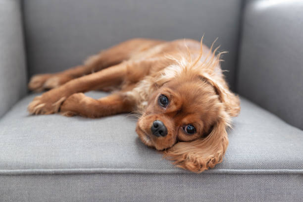 istock Cute puppy of cavalier spaniel 1080959590