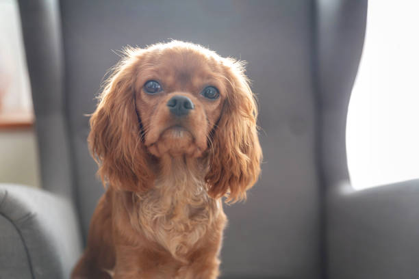istock Cute puppy of cavalier spaniel 1080959598