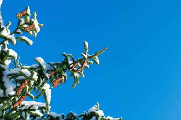 conftiterous abeto ramas, conos, blanca nieve, cielo azul de invierno - january pine cone february snow fotografías e imágenes de stock