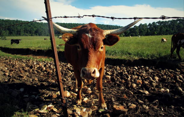 istock Mexican cow with horns 1080968532