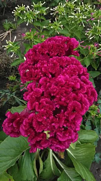 Pink velvety, brain-like, flat-topped, contorted, convoluted flower head. 
Celosia cristata. 
Magenta-pink Wool Flower in a garden. 
Brain Celosia.