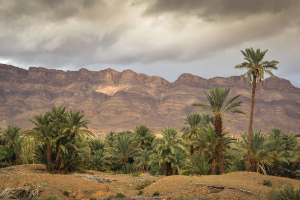 istock Oasis in Africa 1080971472