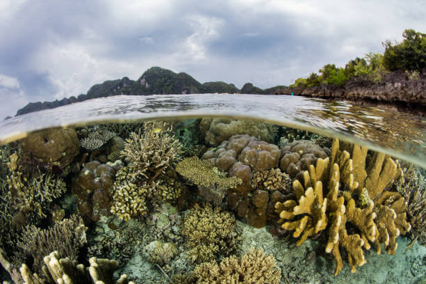 istock Shallow Corals and Clouds in Raja Ampat 1080971552