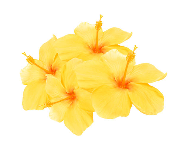 istock Yellow hibiscus isolated on white background 1080974866