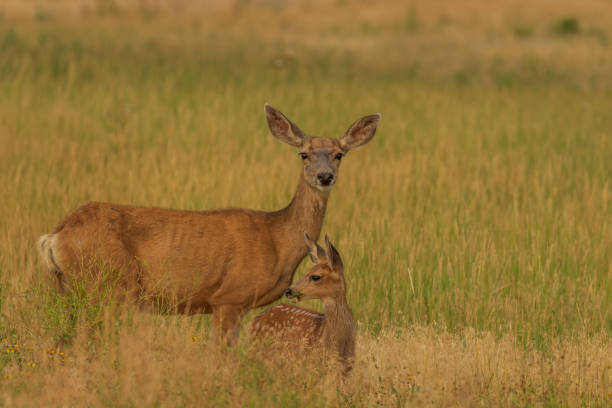 istock Mule Deer Doe and Fawn 1080978058