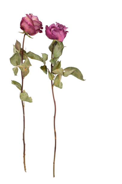 istock Two parallel dried pink roses isolated on white background, layout for greeting card, festive poster, holiday banner for birthday, valentine, women's day in soft light pastel colors top view close up 1080980440
