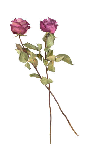 istock Two dried pink roses isolated on white background, design element for greeting card, wedding poster, holiday banner, texture, pattern, ornament for print in soft light pastel color top view close up 1080980504