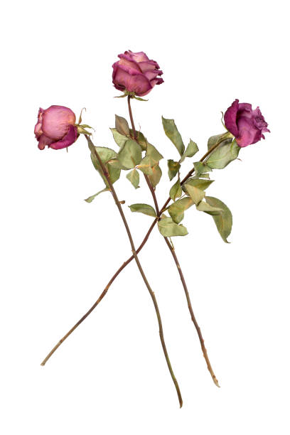 istock Three red roses with long stems on white background isolated, greeting card concept, product box, label, design element for women's day, valentine, birthday, wedding poster, fabric print, wallpaper 1080980514