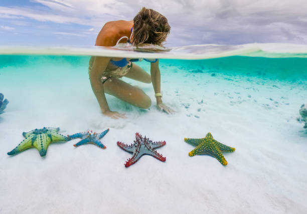 adult woman snorkeling in tropical sea with colorful starfish - under the surface imagens e fotografias de stock