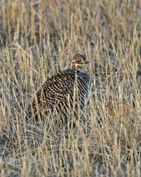 istock Greater Prairie Chicken Male 1080987418