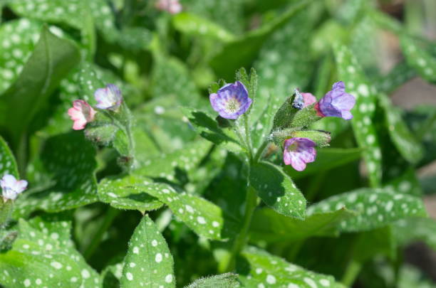 istock Pulmonaria saccharata flowers in bloom in spring 1080993076