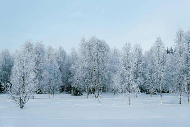 istock Snowy forest at countryside winter Rovaniemi in Lapland 1081004366