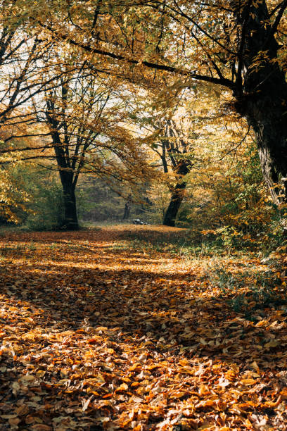 istock Sunshine on fallen autumn leaves in park 1081005240