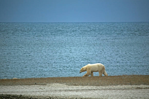 Alone in the North Churchill, Manitoba churchill manitoba stock pictures, royalty-free photos & images