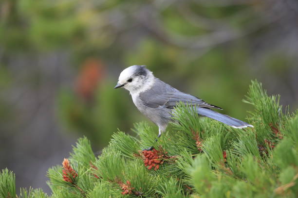 istock Gray Jay - Perisoreus canadensis, perched in a tree Glacier NP Montana 1081016896