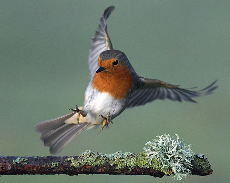 Robin posing on branch